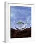 Plant Protection: Young Plant Under Glass Dome-Roland Krieg-Framed Photographic Print