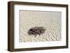 Plant Thriving in Sossusvlei Dead Valley, Nanib Desert near Sesr-Carlos Neto-Framed Photographic Print