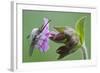 Plant, True Comfrey, Symphytum Officinale, Insect-Rainer Mirau-Framed Photographic Print