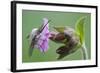 Plant, True Comfrey, Symphytum Officinale, Insect-Rainer Mirau-Framed Photographic Print