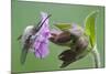 Plant, True Comfrey, Symphytum Officinale, Insect-Rainer Mirau-Mounted Photographic Print