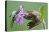 Plant, True Comfrey, Symphytum Officinale, Insect-Rainer Mirau-Stretched Canvas
