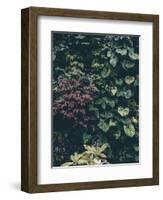 Plant Wall-Design Fabrikken-Framed Photographic Print