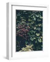 Plant Wall-Design Fabrikken-Framed Photographic Print