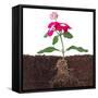 Plant with Flowers and Visible Root Isolated on White-FBB-Framed Stretched Canvas