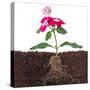 Plant with Flowers and Visible Root Isolated on White-FBB-Stretched Canvas