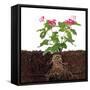 Plant with Flowers and Visible Root Isolated on White-FBB-Framed Stretched Canvas