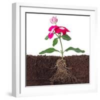 Plant with Flowers and Visible Root Isolated on White-FBB-Framed Photographic Print