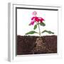 Plant with Flowers and Visible Root Isolated on White-FBB-Framed Photographic Print