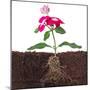 Plant with Flowers and Visible Root Isolated on White-FBB-Mounted Photographic Print