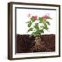 Plant with Flowers and Visible Root Isolated on White-FBB-Framed Photographic Print