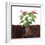 Plant with Flowers and Visible Root Isolated on White-FBB-Framed Photographic Print