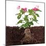 Plant with Flowers and Visible Root Isolated on White-FBB-Mounted Photographic Print