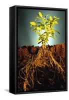 Plant with Roots Digging into Soil-David Aubrey-Framed Stretched Canvas