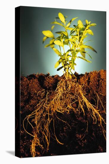 Plant with Roots Digging into Soil-David Aubrey-Stretched Canvas