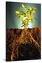 Plant with Roots Digging into Soil-David Aubrey-Stretched Canvas