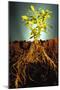 Plant with Roots Digging into Soil-David Aubrey-Mounted Photographic Print