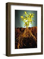 Plant with Roots Digging into Soil-David Aubrey-Framed Photographic Print