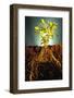 Plant with Roots Digging into Soil-David Aubrey-Framed Photographic Print