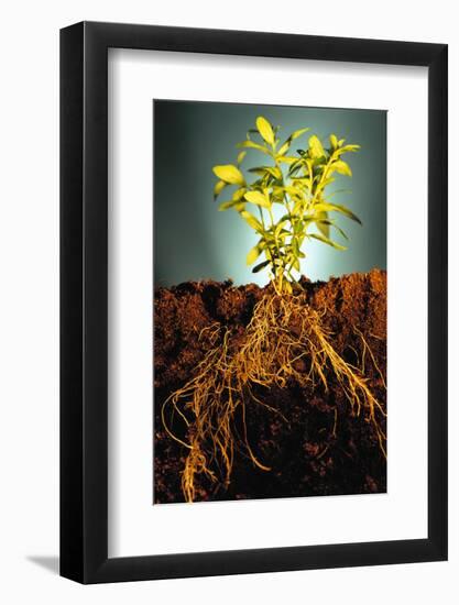 Plant with Roots Digging into Soil-David Aubrey-Framed Photographic Print