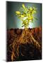 Plant with Roots Digging into Soil-David Aubrey-Mounted Photographic Print