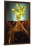 Plant with Roots Digging into Soil-David Aubrey-Framed Photographic Print