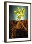 Plant with Roots Digging into Soil-David Aubrey-Framed Photographic Print