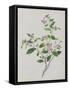 Plant with Small Pink Flowers and Large Green Leaves-null-Framed Stretched Canvas