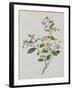 Plant with Small Pink Flowers and Large Green Leaves-null-Framed Giclee Print