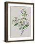 Plant with Small Pink Flowers and Large Green Leaves-null-Framed Giclee Print