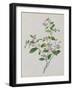 Plant with Small Pink Flowers and Large Green Leaves-null-Framed Giclee Print