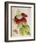 Plant-Maria Sibylla Merian-Framed Art Print