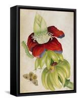 Plant-Maria Sibylla Merian-Framed Stretched Canvas