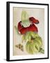 Plant-Maria Sibylla Merian-Framed Art Print