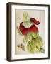 Plant-Maria Sibylla Merian-Framed Art Print