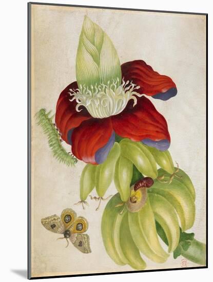 Plant-Maria Sibylla Merian-Mounted Art Print