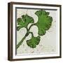 Planta Green VI-Andrea Davis-Framed Art Print