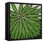 Planta Green VIII-Andrea Davis-Framed Stretched Canvas