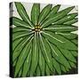 Planta Green VIII-Andrea Davis-Stretched Canvas