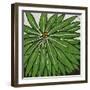 Planta Green VIII-Andrea Davis-Framed Art Print