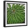 Planta Green VIII-Andrea Davis-Framed Art Print