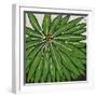 Planta Green VIII-Andrea Davis-Framed Art Print