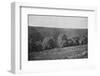 'Plantacao de Cafe formado', (Coffee Plantation), 1895-Axel Frick-Framed Photographic Print