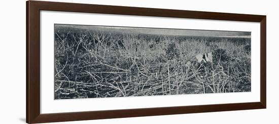 'Plantacao de Mandioca', 1895-Axel Frick-Framed Photographic Print