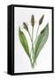 Plantago Lanceolata-F Edward Hulme-Framed Stretched Canvas