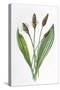 Plantago Lanceolata-F Edward Hulme-Stretched Canvas