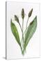 Plantago Lanceolata-F Edward Hulme-Stretched Canvas