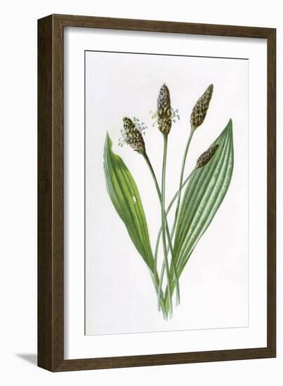 Plantago Lanceolata-F Edward Hulme-Framed Art Print