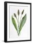 Plantago Lanceolata-F Edward Hulme-Framed Art Print