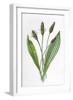 Plantago Lanceolata-F Edward Hulme-Framed Art Print